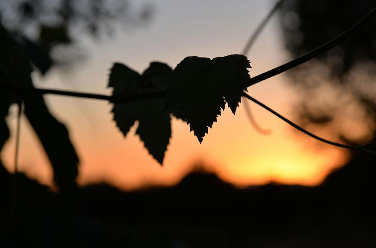 Agriturismo Arte Et Agricoltura Tuscania Εξωτερικό φωτογραφία