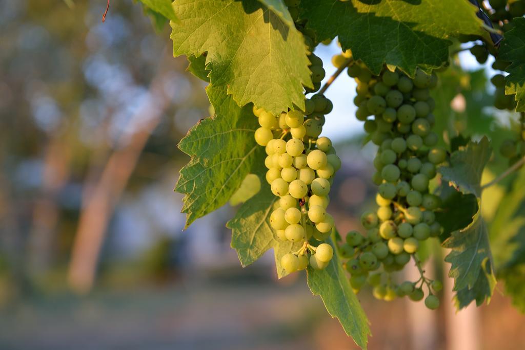 Agriturismo Arte Et Agricoltura Tuscania Εξωτερικό φωτογραφία